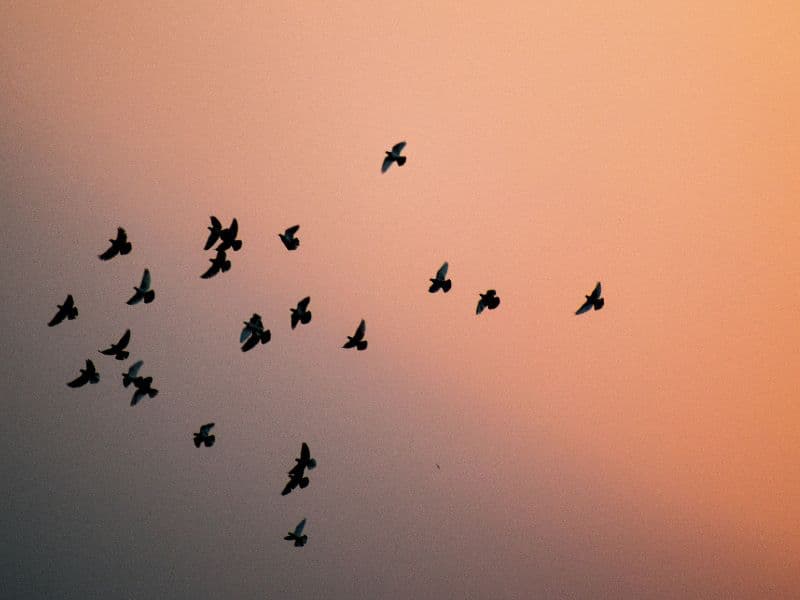 Birds flying representing power and divinity in the South Asian community