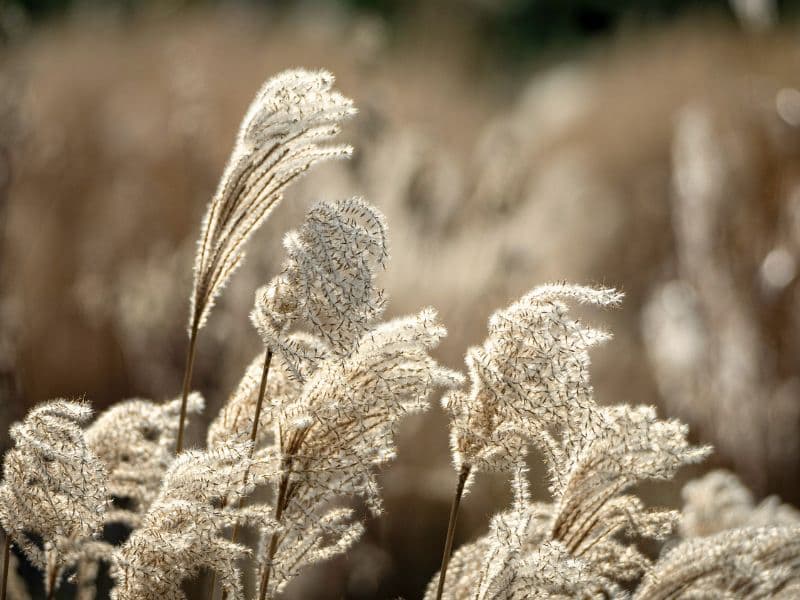 Grass swaying in the wind representing healing at your own pace.