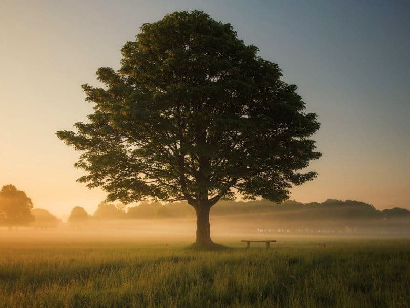 Tree representing resilience and a calming presence to support healing from childhood sexual abuse.