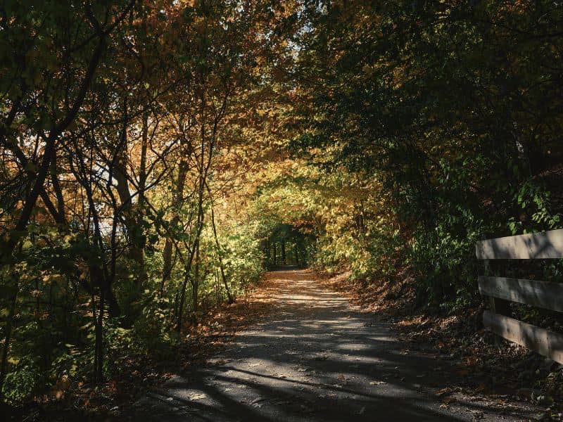 Light entering a forest representing hope and healing.