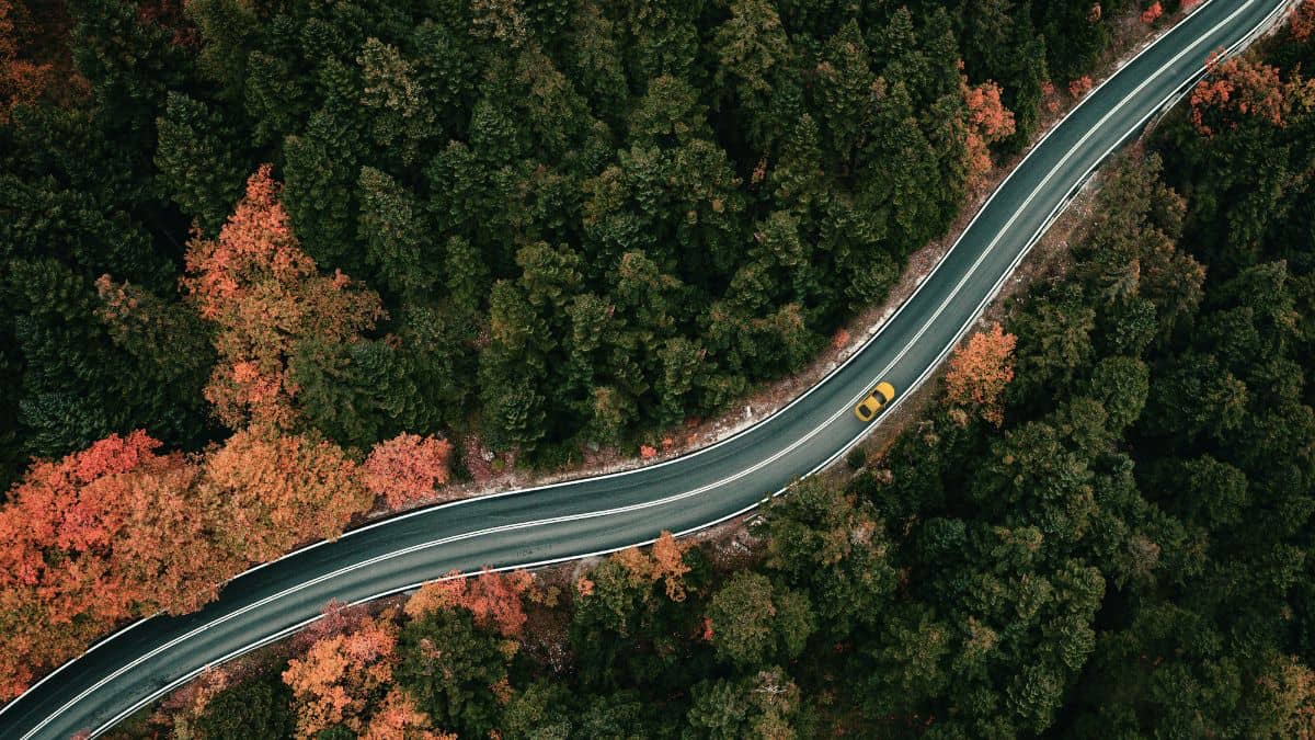 Long winding road between trees where the road represents the long lasting impact of trauma and the trees represent healing.