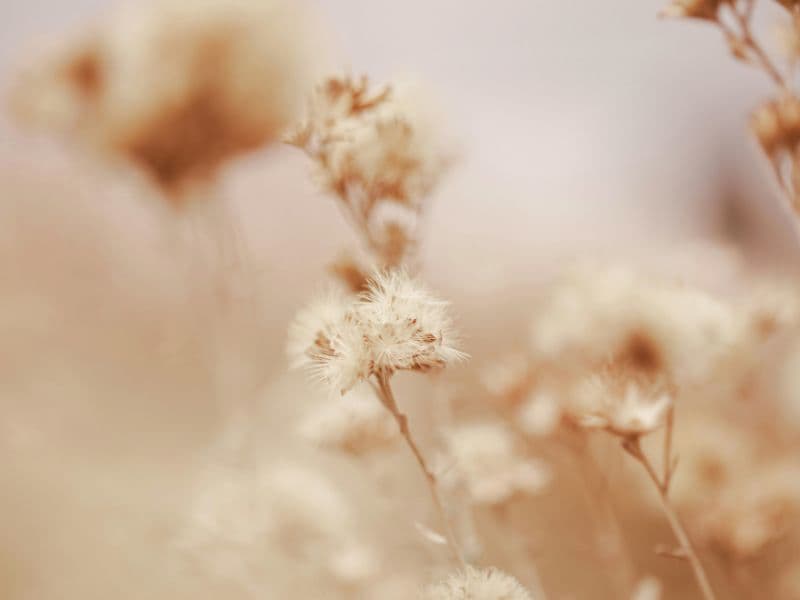 Soft neutral flowers representing calmness and peace.