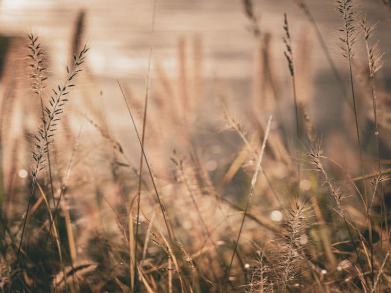 Calm nature scene representing recovery.