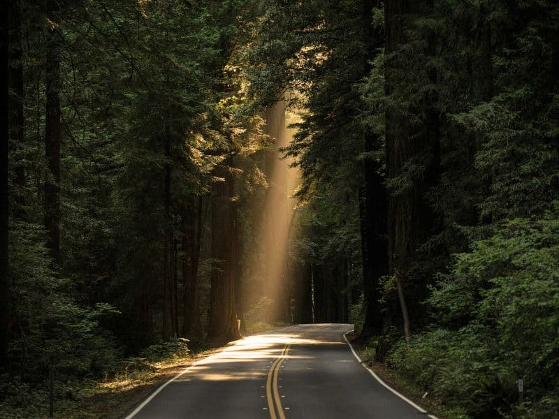 Light entering a dark forest representing hope and healing.