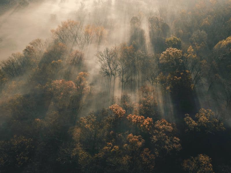 Trees in a forest partially hidden by thick fog.