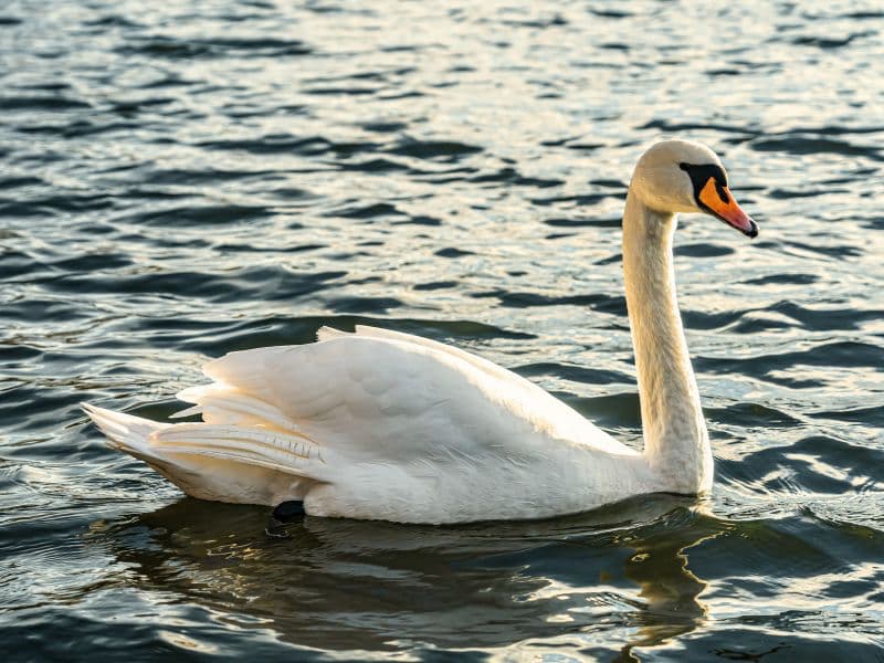 Swan gliding calmly across still water, symbolizing the hidden emotional challenges many high-functioning adults experience beneath the surface.