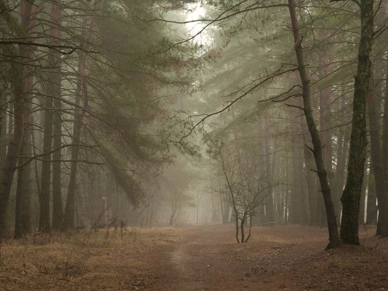 Forest path surrounded by green trees and light fog, representing the uncertain journey of healing and grief.