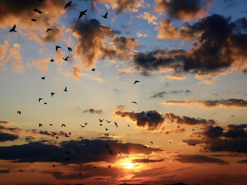 Flock of birds flying through the clouds at sunrise, representing hope and emotional healing after childhood trauma.