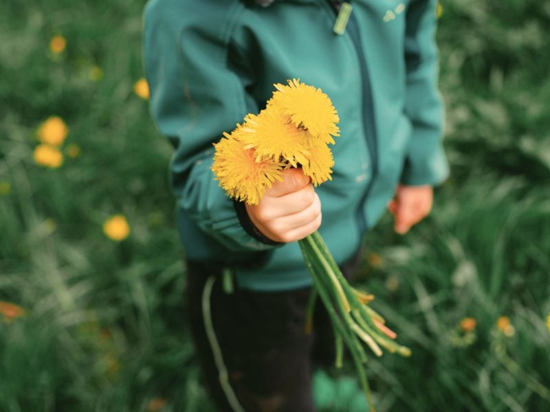 Child holding a bouquet of dandelions, symbolizing hope and healing while grieving the childhood you never had.